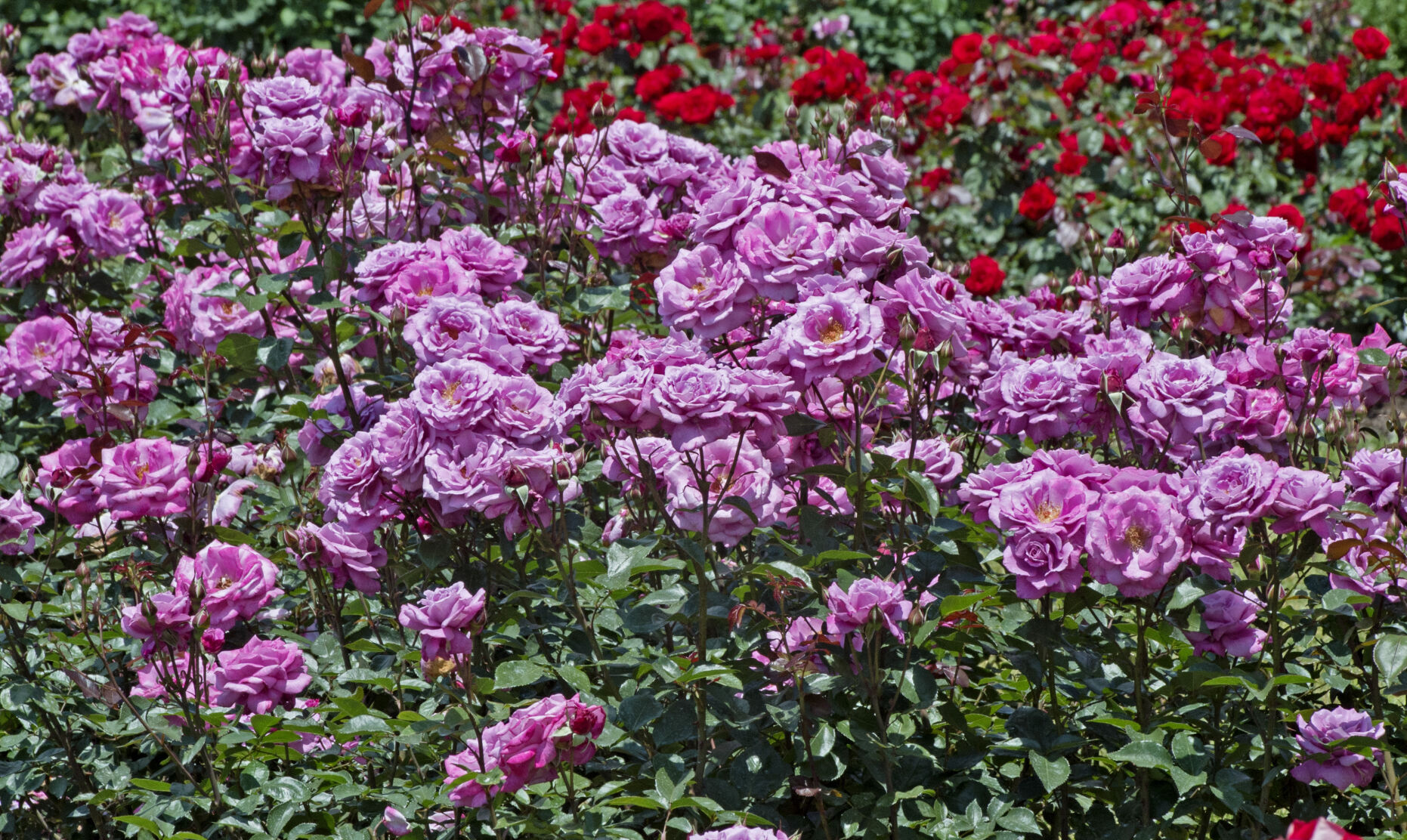 Hershey Gardens roses